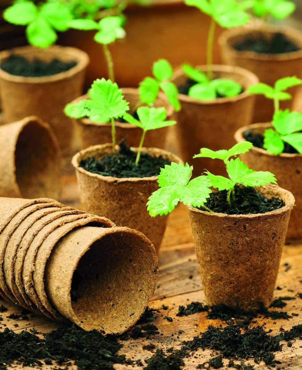 can you plant fibre pots Gro-Sure Round Fibre Pots 6cm pack of 80 – Trowell Garden Centre