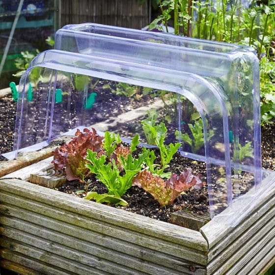 plastic cloches for garden plants Smart Garden Cloche End – Trowell Garden Centre