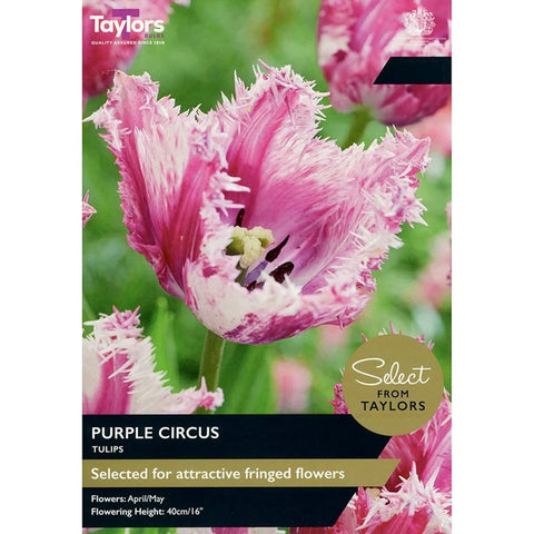 Taylors Bulbs Purple Circus Tulip Bulbs – 7pck