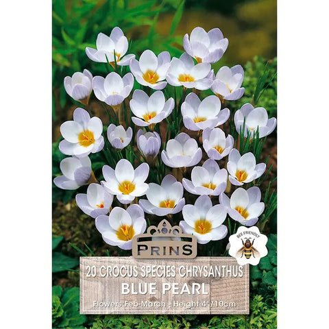 Prins Charming Species Blue Pearl Crocus Bulbs – 20pck