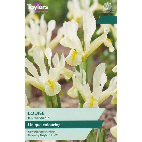 Taylors Bulbs Dwarf Reticulata Louise Iris Bulbs – 9pck