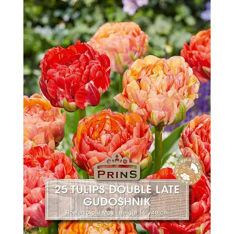 Prins Charming Double Late Gudoshnik Tulip Bulbs – 25pck