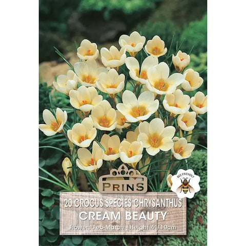 Prins Charming Species Cream Beaty Crocus Bulbs – 20pck