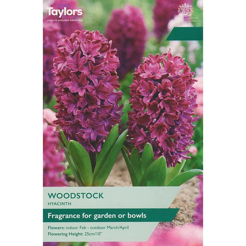 Taylors Bulbs Garden Woodstick Hyacinth Bulbs – 4pck