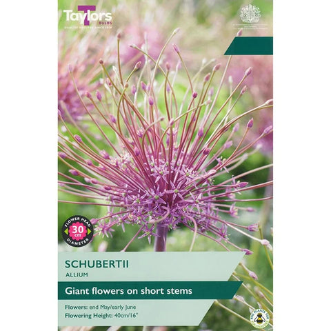 Taylors Bulbs Schubertii Allium Bulbs –3 bulbs