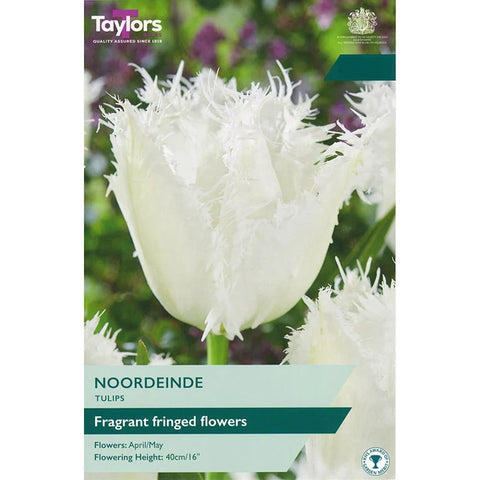 Taylors Bulbs Fringed Noordeninde Tulip Bulbs – 5pck