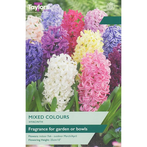 Taylors Bulbs Garden Mixed Hyacinth Bulbs – 5pck