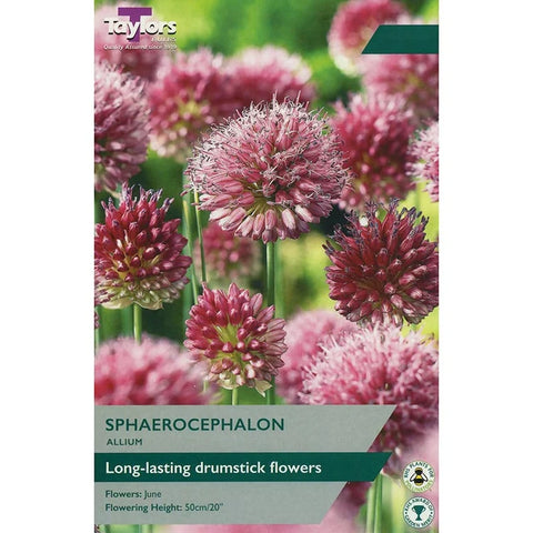 Taylors Bulbs Spaerocephalon Allium Bulbs – 30pck