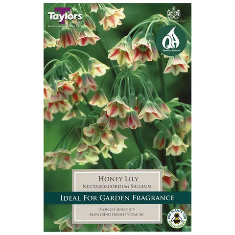 Taylors Bulbs Siculum Allium bulbs – 9pck