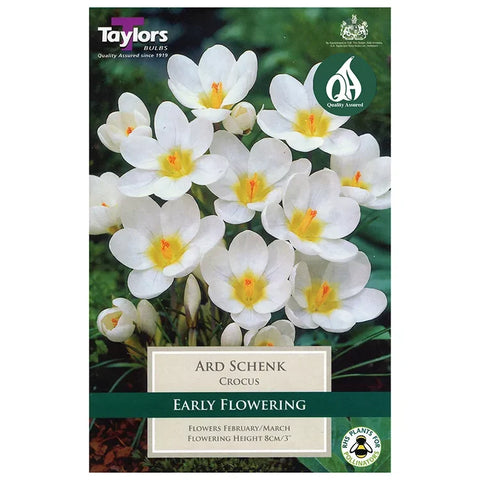 Taylors Bulbs Ard Schenk Crocus Bulbs – 12pck