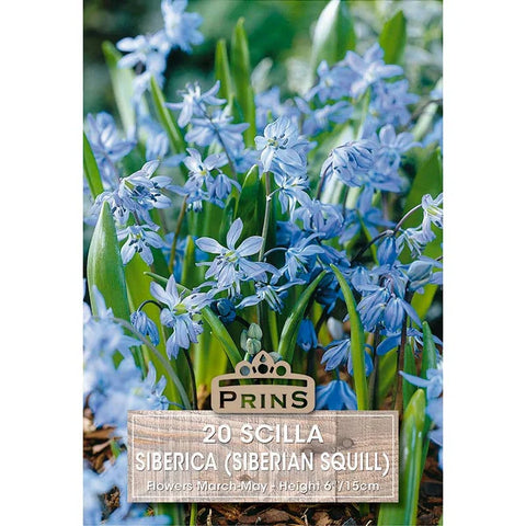 Prins Charming Siberica Scilla Bulbs – 20pck