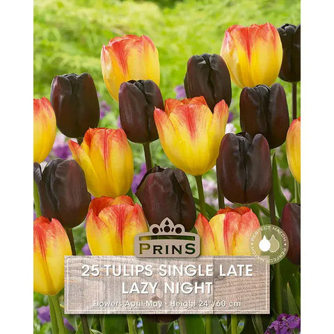 Prins Charming Single Lazy Late Night Tulip Bulbs – 25pck
