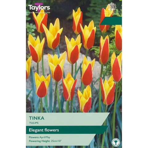 Taylors Bulbs Tinka Tulip Bulbs – 15pck