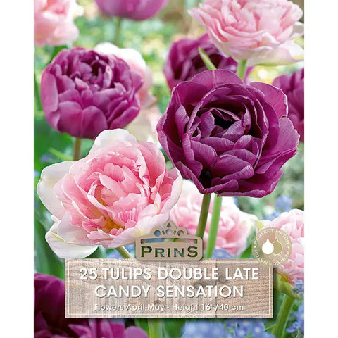 Prins Charming Double Late Candy Sensation Tulip Bulbs – 25pck