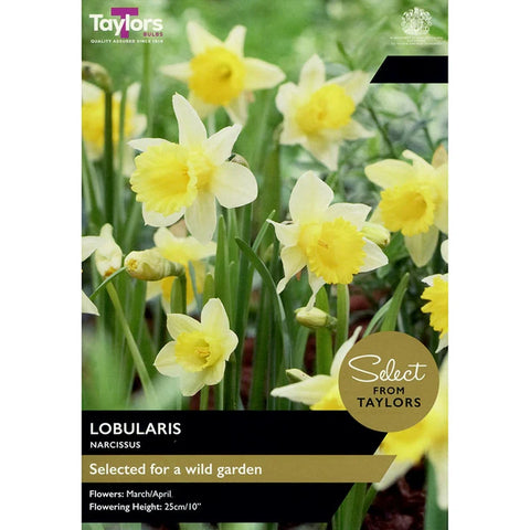 Taylors Bulbs Lobularis Wild Narcissus Bulbs – 8pck