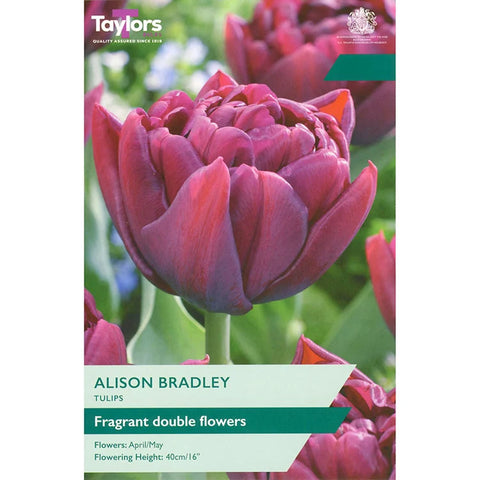 Taylors Bulbs Double Alison Bradley Tulip Bulbs –  6pck