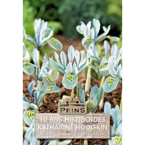 Prins Charming Dwarf Katharine Hodgkin Iris Bulbs – 20pck