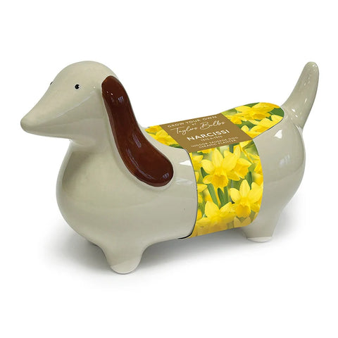 Taylors Bulbs Novelty Indoor Planter with Narcissus Tête-à-tête – 3 bulbs