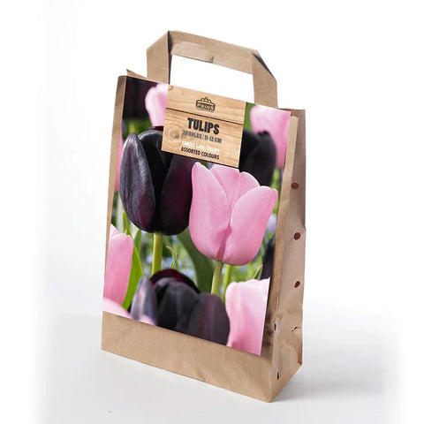 Prins Charming Triumph Black/Pink Tulip Bulbs – Gift Bag