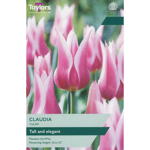 Taylors Bulbs Lilly Claudia Tulip Bulbs – 7pck