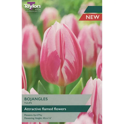 Taylors Bulbs Garden Bojangles Tulip Bulbs – 7pck