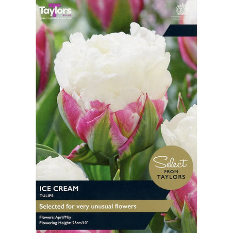 Taylors Bulbs Ice Cream Tulip Bulbs – 5pck
