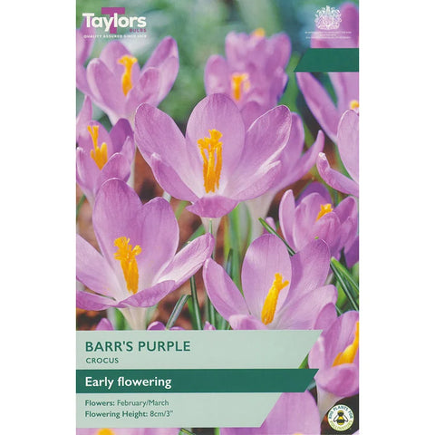 Taylors Bulbs Barr's Purple Crocus Bulbs – 25pck