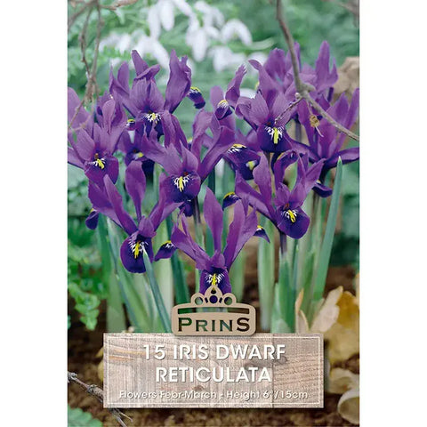 Prins Charming Dwarf Pauline Iris Bulbs – 15pck