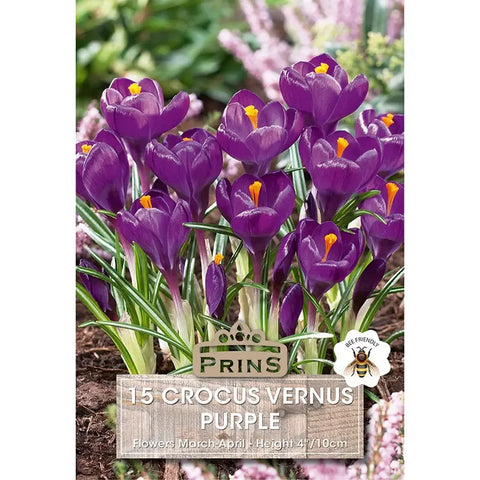 Prins Charming Vernus Purple Crocus Bulbs – 15pck