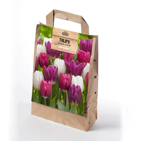 Prins Charming Triumph Pink/White/Purple Tulip Bulbs – Gift bag