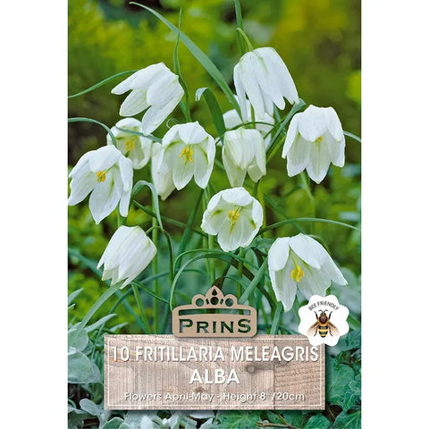 Prins Charming Meleagris Alba Fritillaria Bulbs – 10pck
