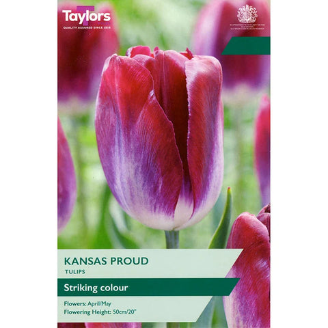 Taylors Bulbs Kansas Proud Tulip Bulbs – 7pck