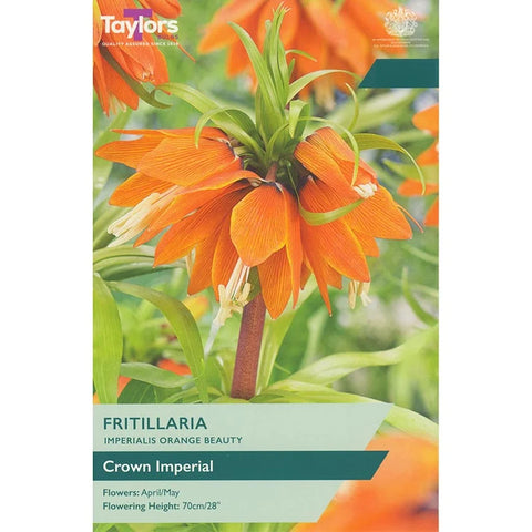 Taylors Bulbs Imp Orange Beauty Fritillaria Bulbs – 1pck