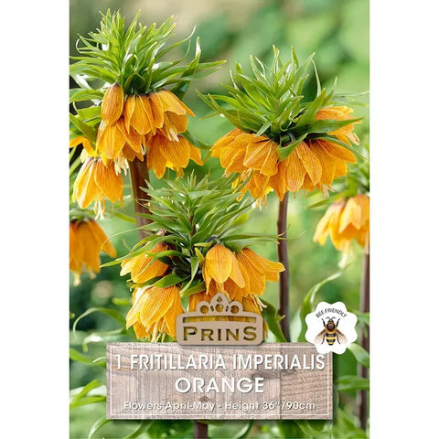 Prins Charming Imperialis Orange Fritillaria Bulbs – 1pp