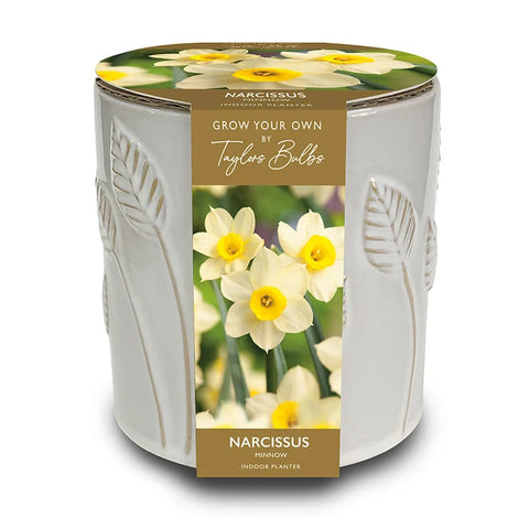 Taylors Bulbs EMB Ceramic Narcissus Planter Pot – Gifting Product