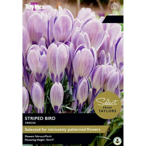 Taylors Bulbs Striped Bird Crocus Bulbs – 15pck