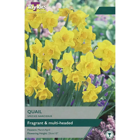 Taylors Bulbs Quail Narcissus Bulbs – 15pck