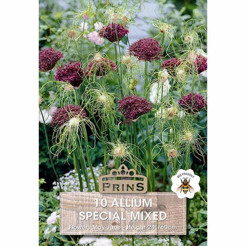 Prins Charming Special Mixed Allium Bulbs – 10pck