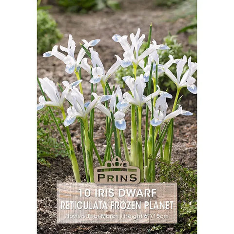 Prins Charming Dwarf Frozen Planet Iris Bulbs – 10pck