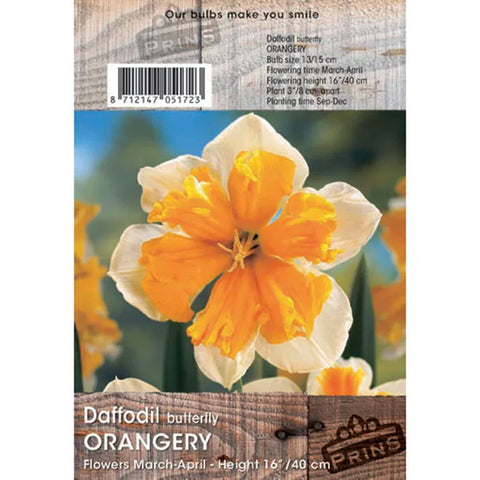 Prins Charming Narcissus Orangery Butterfly Daffodil Bulbs – 3kg
