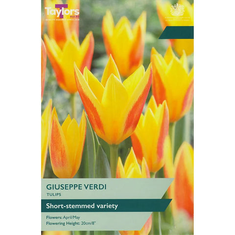 Taylors Bulbs Dwarf Guiseppe Verdi Tulip Bulbs – 9pck