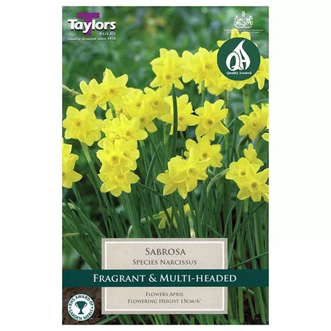 Taylors Bulbs Sabrosa Narcissi Bulbs – 12pck