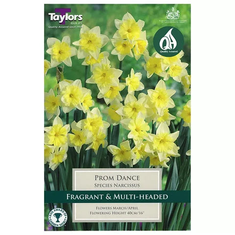 Taylors Bulbs Prom Dance Narcissus Bulbs – 6pck