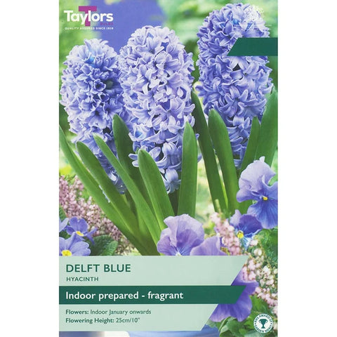 Taylors Bulbs Indoor Delft Blue Hyacinth Bulbs – 3pck
