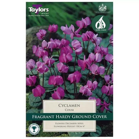 Taylors Bulbs Coum Cyclamen Bulbs – 2pck
