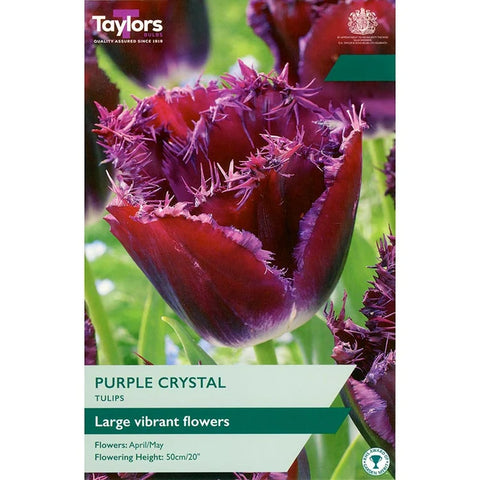 Taylors Bulbs Fringed Purple Crystal Tulip Bulbs – 6pck