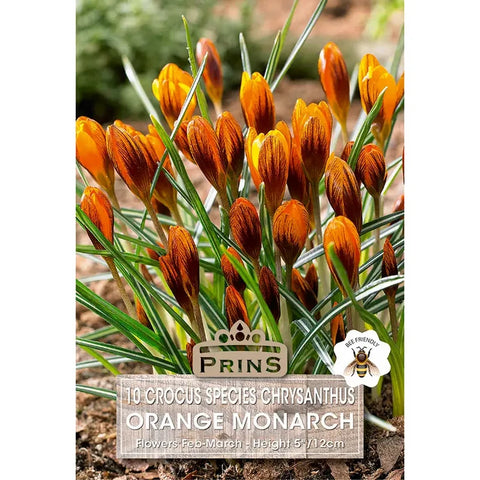 Prins Charming Species Orange Monarch Crocus Bulbs – 10pck