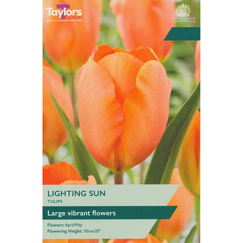 Taylors Bulbs Garden Lighting Sun Tulip Bulbs – 6pck