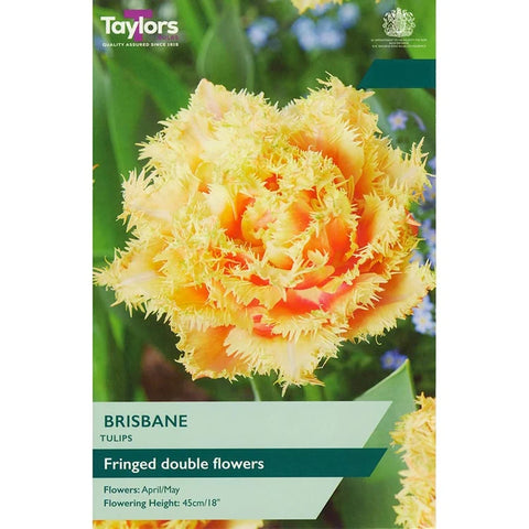 Taylors Bulbs Fringed Brisbane Tulip Bulbs – 7pck