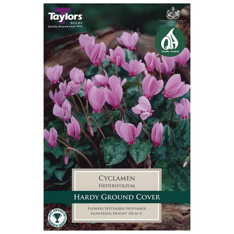 Taylors Bulbs hederifolium Cyclamen Bulbs – 2pck